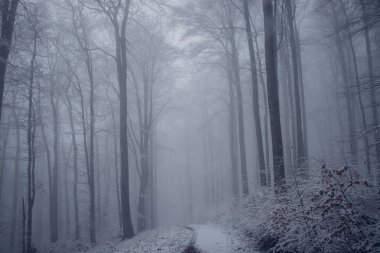Issız, gri bir sisle kaplanmış karanlık orman yağmurlu bir günde sabah hayata uyanır. Ormanın ürkütücü atmosferi. Beskydy Dağları. Kış mevsimi