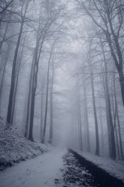 Issız, gri bir sisle kaplanmış karanlık orman yağmurlu bir günde sabah hayata uyanır. Ormanın ürkütücü atmosferi. Beskydy Dağları. Kış mevsimi