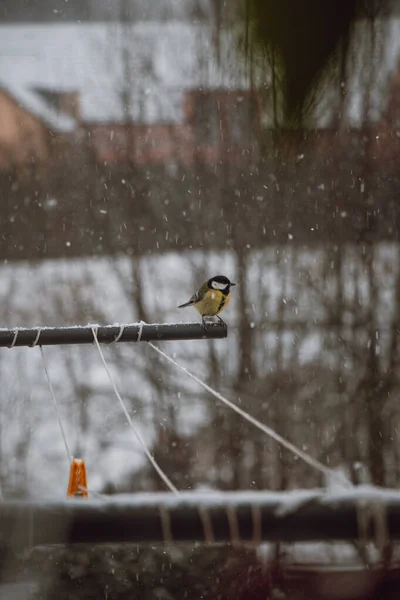 Unga Titmöss Kommer Till Mataren Vintermånaderna För Mat Utfodring Fåglarna — Stockfoto