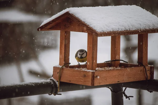 幼小的山雀在冬季的几个月里来到喂食者那里觅食 在寒冷的天气里喂鸟 — 图库照片