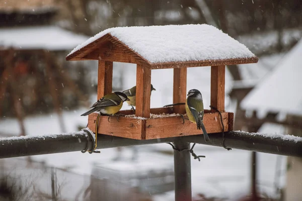 冬の間 食べ物のためにフィーダーに来る若いタイトル 過酷で寒い日に鳥に餌を与える — ストック写真