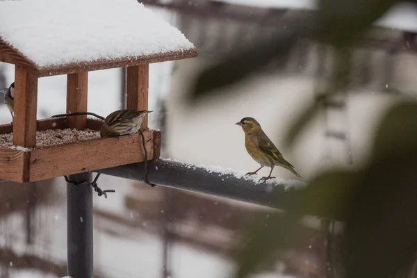 Unga Titmöss Kommer Till Mataren Vintermånaderna För Mat Utfodring Fåglarna — Stockfoto