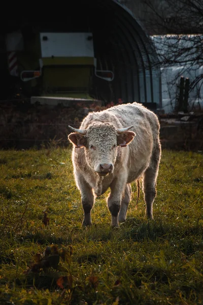 Retrato Uma Vaca Marrom Branca Pastando Pastagens Montanha Onde Ela — Fotografia de Stock