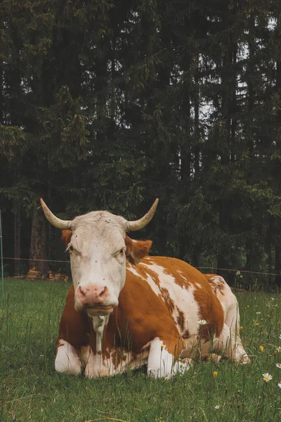 Portrait Une Vache Brune Blanche Pâturant Dans Des Pâturages Montagne — Photo