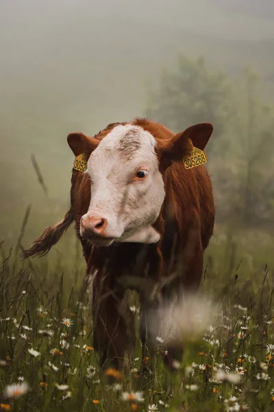 描述一头棕色和白色的奶牛在山地牧场吃草 那里有大量的草药和新鲜的青草 一个满意的表情 生物农场 — 图库照片