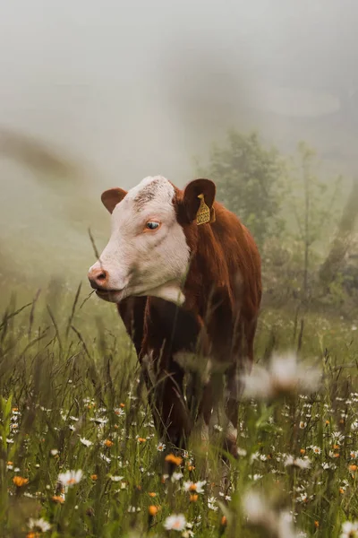 Портрет Коричнево Білої Корови Пасеться Гірських Пасовищах Неї Багато Трав — стокове фото