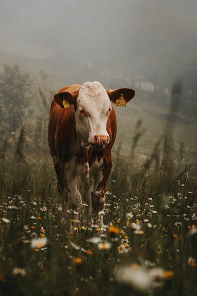 描述一头棕色和白色的奶牛在山地牧场吃草 那里有大量的草药和新鲜的青草 一个满意的表情 生物农场 — 图库照片