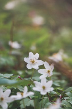 Bir bahar bitkisi olan Anemone Nemorosa 'nın yakınında, sabah vakti bir orman standında. Doğanın biyolojik çeşitliliği.