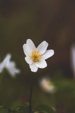 Bir bahar bitkisi olan Anemone Nemorosa 'nın yakınında, sabah vakti bir orman standında. Doğanın biyolojik çeşitliliği.