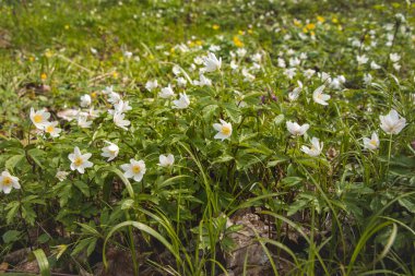 Bir bahar bitkisi olan Anemone Nemorosa 'nın yakınında, sabah vakti bir orman standında. Doğanın biyolojik çeşitliliği.