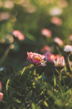 Akşamın erken saatlerinde, bahar papatyası Bellis Perennis 'in yakın çekimi. Doğa ananın renkli güzelliği..