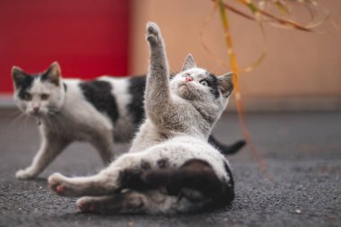 Sırtında bir çan olan beyaz ve siyah bir kedi yavrusunun portresi bir oyuncakla oynuyor. Oyun oynamanın çocukları eğlendirmesi. Aile hayvanı.