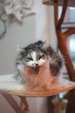 Yatağında yatan tüylü bir Ragdoll kedisinin portresi. Odada neler olup bittiğini dikkatle izliyor. Esneyen kedi.