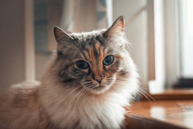 Evcil bir Ragdoll kedinin oturma odasındaki komik ifadesine yakın plan..