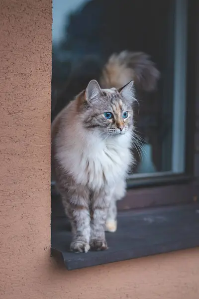 Four-legged, furry princess with blue eyes standing majestically on the roof of the family home, exploring the surroundings. Domestic cat in the morning.