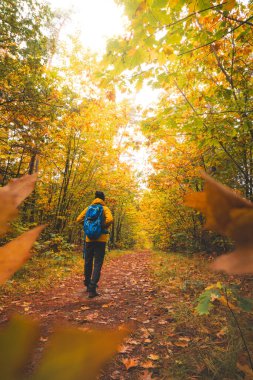 Sırt çantası, Belçika 'nın doğusundaki Hoge Kempen Ulusal Parkı' ndaki renkli sonbahar ormanlarında yürüyor. Kasım ayında Flanders 'da vahşi doğa.