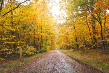 Günbatımında Belçika 'nın doğusundaki Hoge Kempen Ulusal Parkı' nda renkli bir sonbahar ormanı. Kasım ayında Flanders bölgesindeki vahşi doğada bir yürüyüş..