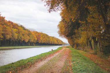 Doğu Belçika 'daki Hoge Kempen Ulusal Parkı' nda renkli bir sonbahar ormanı. Kasım ayında Flanders bölgesindeki vahşi doğada bir yürüyüş..