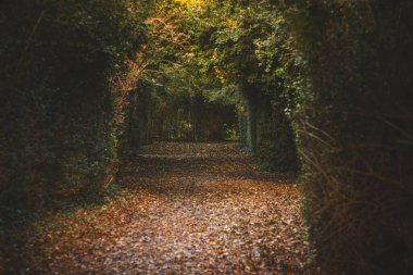 Ghent, Belçika 'nın kuzeydoğusundaki bir parkta gün batımında bir patikanın etrafındaki yapraklarda sarı-turuncu renkler. Kasım ayındaki sonbahar mevsimi.