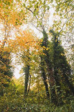 Gent, Flanders bölgesindeki Sint-Baafskouter parkında sonbahar renkleri. Kasım ayında Belçika manzarası. Kırmızı-turuncu-sarı yapraklar. Romantik ve huzurlu bir manzara..