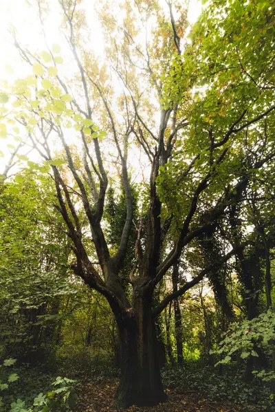 Gent, Flanders bölgesindeki Sint-Baafskouter parkında sonbahar renkleri. Kasım ayında Belçika manzarası. Kırmızı-turuncu-sarı yapraklar. Romantik ve huzurlu bir manzara..