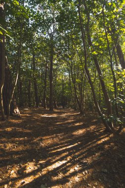 Woodland, Belçika 'nın batı kıyısında kum tepecikli bir çevrede. Kuru ve çeşitli doğalarda bir yürüyüş. Güneş doğayı aydınlatıyor..