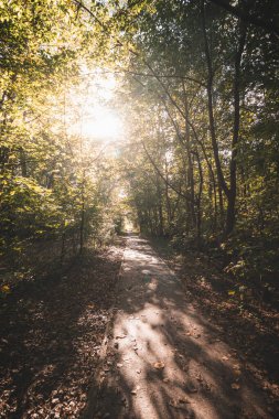 Woodland, Belçika 'nın batı kıyısında kum tepecikli bir çevrede. Kuru ve çeşitli doğalarda bir yürüyüş. Güneş doğayı aydınlatıyor..