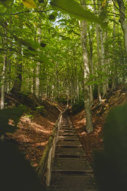 Hallerbos, Brabantse Wouden Ulusal Parkı, Belçika 'da el değmemiş bir yaprak döken ormanda gün batımı.