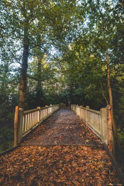 Kortrijk 'in dışındaki Rozentuin Park' ında sonbahar günbatımı. Ormanda beyaz boyalı ahşap bir köprü. Flanders Belçika.