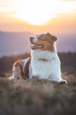 Çek Cumhuriyeti Beskydy dağlarındaki bir dağın tepesinde gün batımında gülümseyen bir çoban köpeğinin portresi..