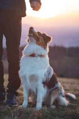 Genç bir Saynolojist, köpek eğitmeni dört ayaklı bir Avustralya çoban köpeğini eğitti. Köpek ve insan arasındaki aşk..