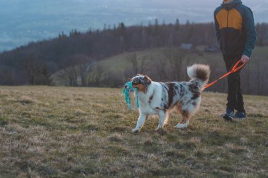 En sevdiği oyuncağını ağzına alıp gün batımını izleyen Avustralyalı bir çobanın şirin portresi. Renkli bir köpek yavrusu ve ilginç bir bakış..