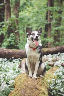 Siyah ve beyaz melez kurt bozuntusu ayı sarımsağıyla kaplı bir ormanlık alanda kalmaktan zevk alıyor. Köpeğin farklı ifadeleri. Evcil hayvan özgürlüğü.