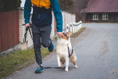 Genç bir Saynolojist, köpek eğitmeni dört ayaklı bir Avustralya çoban köpeğini eğitti. Köpek ve insan arasındaki aşk. Şirinlik.