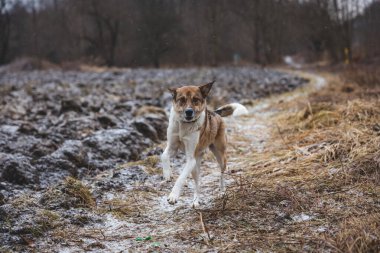 Dışarıda koşan beyaz ve kahverengi bir köpeğin portresi. Vahşi doğada dört ayaklı evcil hayvanların komik manzaralarında koşuyor..