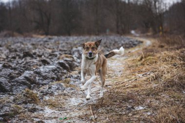 Dışarıda koşan beyaz ve kahverengi bir köpeğin portresi. Vahşi doğada dört ayaklı evcil hayvanların komik manzaralarında koşuyor..