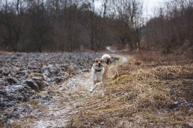 Dışarıda koşan beyaz ve kahverengi bir köpeğin portresi. Vahşi doğada dört ayaklı evcil hayvanların komik manzaralarında koşuyor..