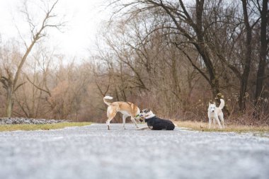 Üç güzel Sibirya köpeği buzlu ve soğuk havada ormanın yakınındaki bir orman yolunda sürünün içinde uçuyor..