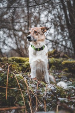 Beyaz ve kahverengi bir köpeğin portresi tarlada oturuyor. Kameraya köpeğe poz vermek. Gururlu sahibi. Ostrava, Çek Cumhuriyeti.