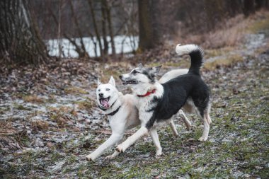 Orman yolunda koşan iki Sibiryalı iri yarı kardeş. Yarış koşan rekabetçi köpekler. Ostrava, Çek Cumhuriyeti, Orta Avrupa.