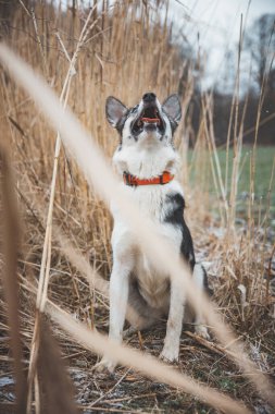 Siyah ve beyaz bir Sibirya Husky 'sinin portresi tarlada duruyor. Kameraya köpeğe poz vermek. Gururlu sahibi. Ostrava, Çek Cumhuriyeti.