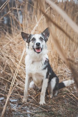 Siyah ve beyaz bir Sibirya Husky 'sinin portresi tarlada duruyor. Kameraya köpeğe poz vermek. Gururlu sahibi. Ostrava, Çek Cumhuriyeti.