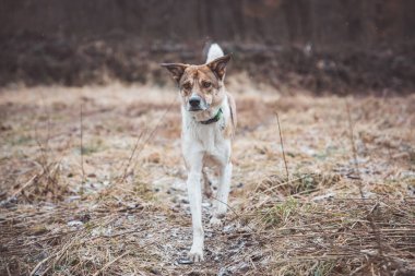 Dışarıda koşan beyaz ve kahverengi bir köpeğin portresi. Vahşi doğada dört ayaklı evcil hayvanların komik manzaralarında koşuyor..