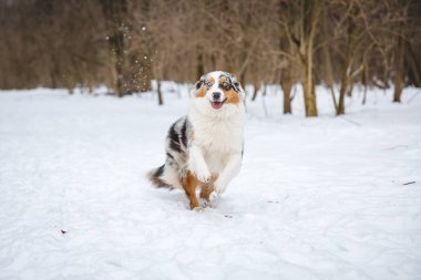 Çek Cumhuriyeti 'nin Beskydy dağlarında karda koşan Avustralya çoban köpeğinin portresi. Köpeğin kameraya bakışı.