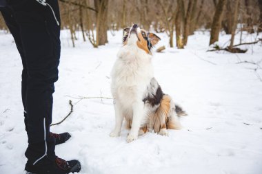 Sahibi, buz gibi bir kış boyunca dört ayaklı en iyi arkadaşı Australian Shepherd 'a ikramda bulunuyor. Yemeğin mutluluğu..