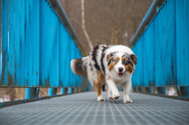 Sızdıran bir köprüde yürüyen bir çoban köpeğinin korkunç ifadesi. Bir köpeğin özgüven eksikliği. Kritik bir an yaşanıyor..