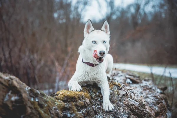 Büyük bir ağaçta dinlenen ve kameraya poz veren beyaz Sibirya Husky Prensesi. Güzel havadan gelen dişi köpeğin gülümsemesi. Ostrava, Çek Cumhuriyeti.