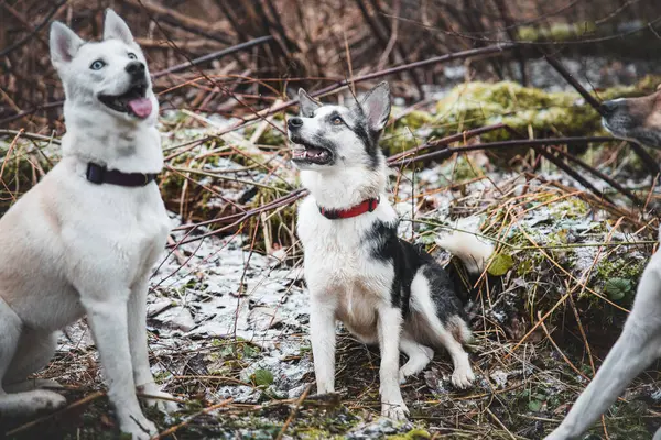 Orman yolunda koşan iki Sibiryalı iri yarı kardeş. Yarış koşan rekabetçi köpekler. Ostrava, Çek Cumhuriyeti, Orta Avrupa.