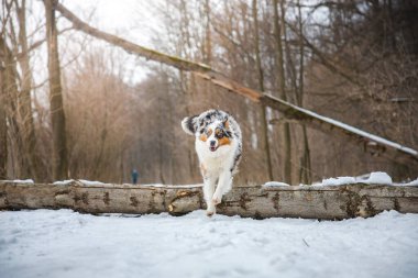 Aralık ayında Çek Cumhuriyeti 'nde, karlı bir ormanda düşen bir ağaçtan atlayan bir çoban köpeğinin saf mutluluğu. Zıplayan bir köpeğin yakın çekimi..