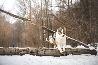 Aralık ayında Çek Cumhuriyeti 'nde, karlı bir ormanda düşen bir ağaçtan atlayan bir çoban köpeğinin saf mutluluğu. Zıplayan bir köpeğin yakın çekimi..